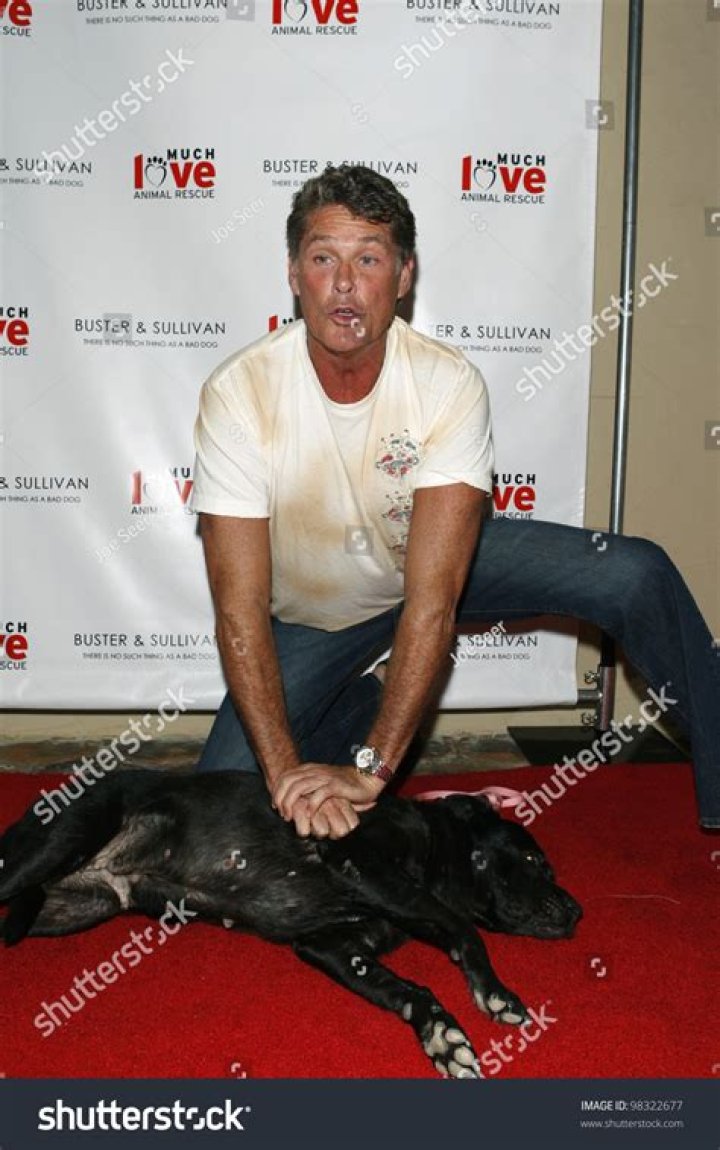 David Hasselhoff and His Adorable Puppies: A Heartwarming Journey