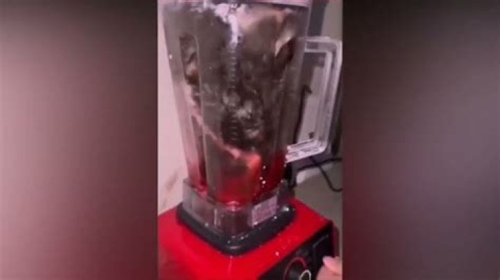 Did The Cat Survive The Blender?