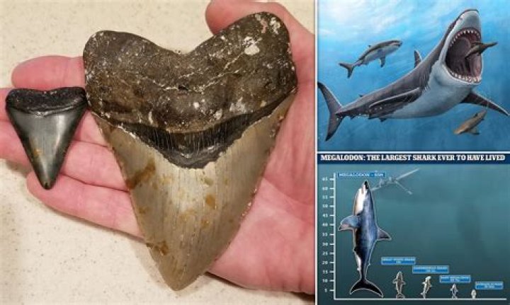 Frozen Megalodon Photos And The Secrets They Hold
