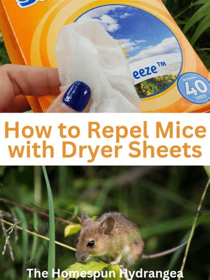 How To Repel Mice With Pine-Sol: A Natural Solution