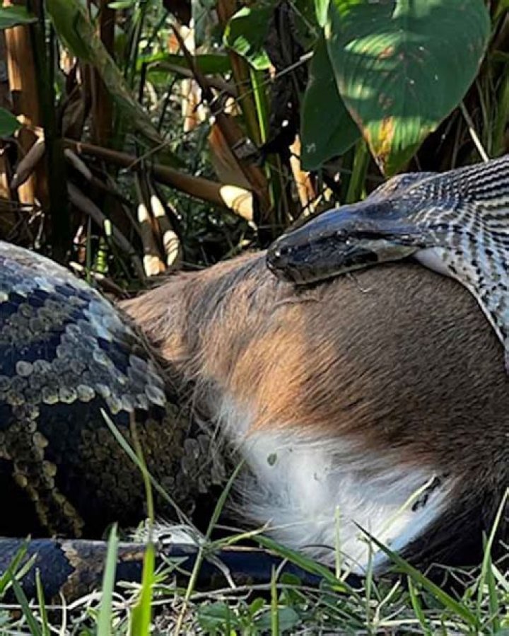 The Fascinating Encounter of a Snake That Ate a Deer