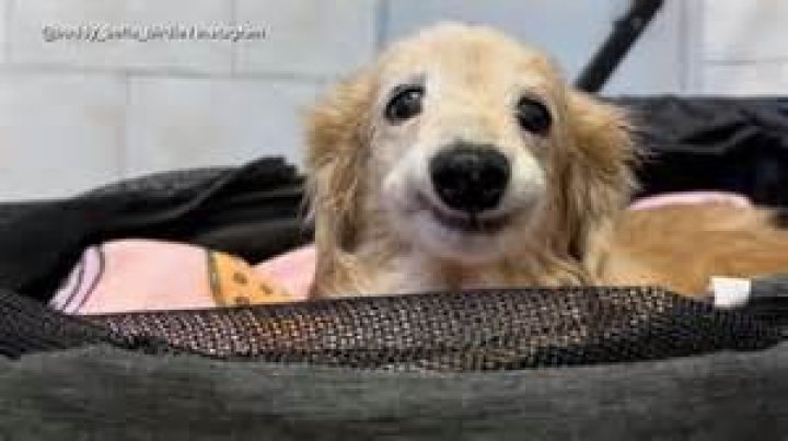 Uncovering The Man Behind Amy Jackson's Heart