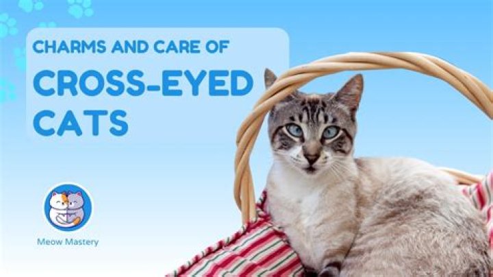 Understanding Crossed Eyed Cats: Their Traits, Care, and Myths
