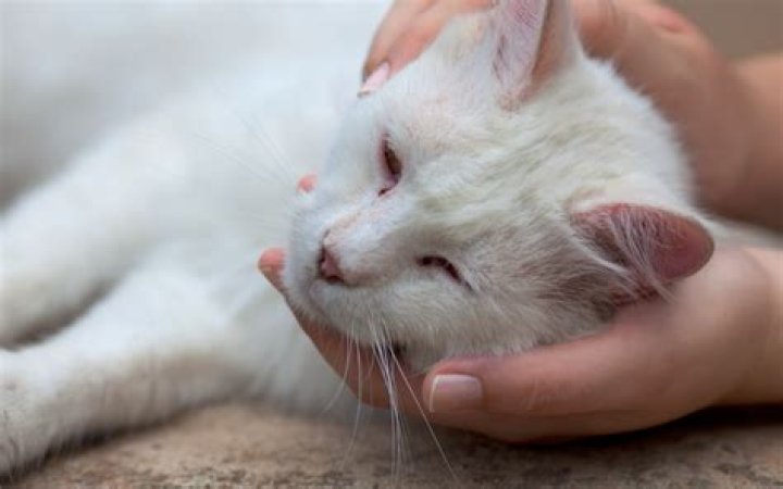 Understanding "The 7 Breaks Of The Poisoned Cat"