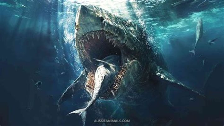 Unraveling The Secrets Of Megalodon In Ice