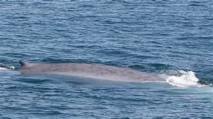 What Happened To The Whale Bitten In Half In Hawaii?